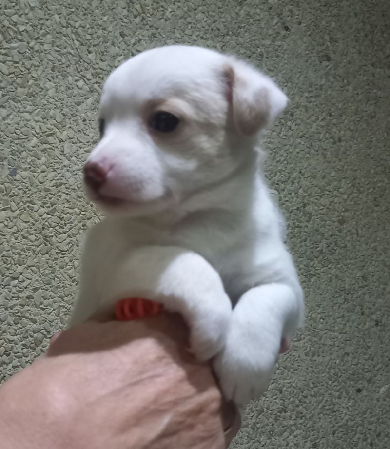 Nina