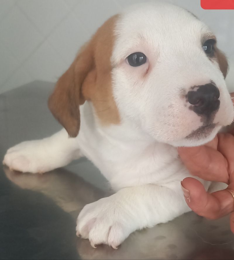Bosco