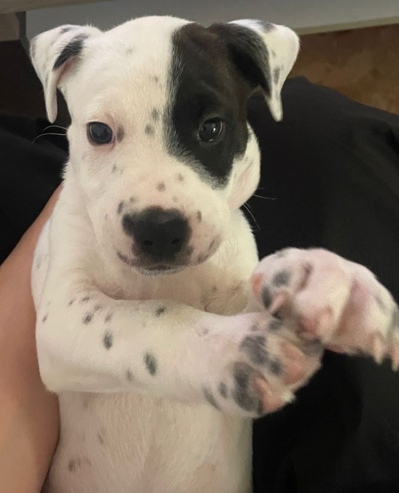 Bruno