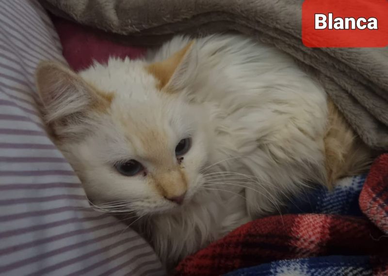 Blanca
