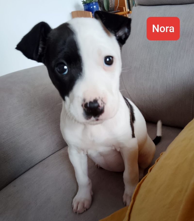 Nora