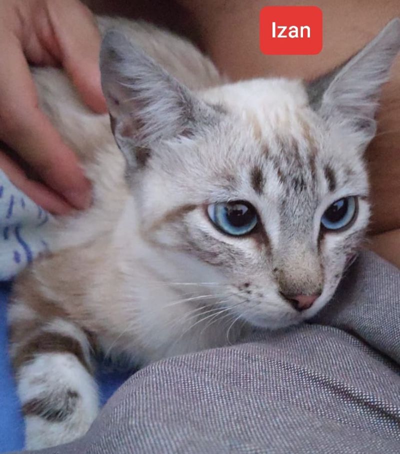 Izan